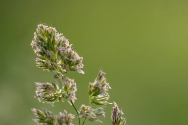 Yeşil arka planda güzel çiçekler