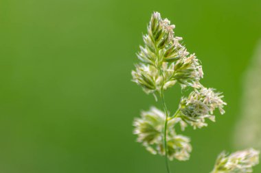 Yeşil arka planda güzel çiçekler