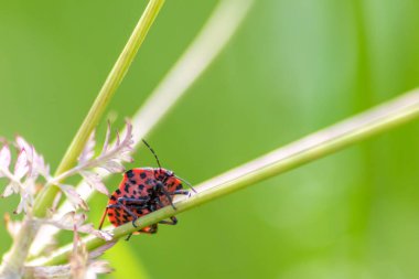 Yeşil doğada şube üzerine hata