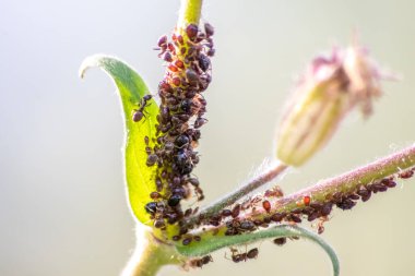 Birçok bahçe karıncaları, bal tanesi üretimi için bitki artıklarını güder. Onları simbiyotik ekosistem olarak sağar ve sürülerini formika rufa ve hexapoda çiftçiliğinde işbirliği ve haşere kontrolü için korur.