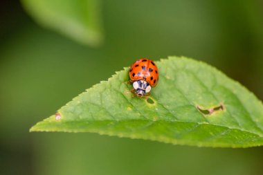 Güzel siyah noktalı uğur böceği arka planda bulanık bir bitkiye tırmanıyor ve birçok kopya alanı onları yararlı bir organizma ve bahçede yararlı bir hayvan olarak öldürmek için bitki kalıntıları arıyor.
