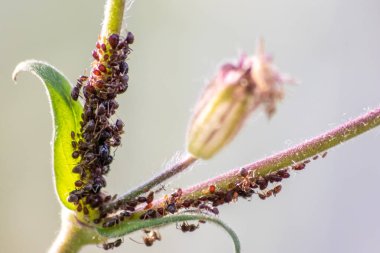 Birçok bahçe karıncaları, bal tanesi üretimi için bitki artıklarını güder. Onları simbiyotik ekosistem olarak sağar ve sürülerini formika rufa ve hexapoda çiftçiliğinde işbirliği ve haşere kontrolü için korur.