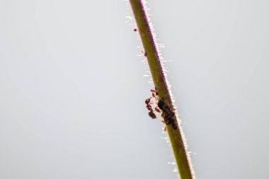 Birçok bahçe karıncaları, bal tanesi üretimi için bitki artıklarını güder. Onları simbiyotik ekosistem olarak sağar ve sürülerini formika rufa ve hexapoda çiftçiliğinde işbirliği ve haşere kontrolü için korur.