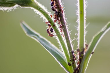 Birçok bahçe karıncaları, bal tanesi üretimi için bitki artıklarını güder. Onları simbiyotik ekosistem olarak sağar ve sürülerini formika rufa ve hexapoda çiftçiliğinde işbirliği ve haşere kontrolü için korur.