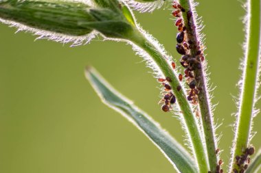 Birçok bahçe karıncaları, bal tanesi üretimi için bitki artıklarını güder. Onları simbiyotik ekosistem olarak sağar ve sürülerini formika rufa ve hexapoda çiftçiliğinde işbirliği ve haşere kontrolü için korur.