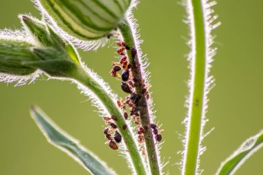 Birçok bahçe karıncaları, bal tanesi üretimi için bitki artıklarını güder. Onları simbiyotik ekosistem olarak sağar ve sürülerini formika rufa ve hexapoda çiftçiliğinde işbirliği ve haşere kontrolü için korur.