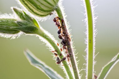 Birçok bahçe karıncaları, bal tanesi üretimi için bitki artıklarını güder. Onları simbiyotik ekosistem olarak sağar ve sürülerini formika rufa ve hexapoda çiftçiliğinde işbirliği ve haşere kontrolü için korur.