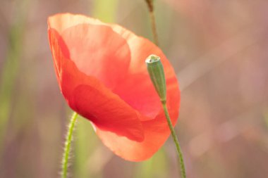 Baharda büyük kırmızı gelincik çiçekleri olan tarla, baharda bitkilerin kırılganlığını ve bahçecilikte doğanın kırılganlığını gösterir ve çiçeklerin tam esintisini yeşil arka planda kırmızı arka planda güzel bir renk kontrastı ile kırmızı arka planda doğanın güzelliğini gösterir.