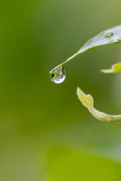 Кристально Чистые Капли Дождя Зеленый Лист Эффектом Лотоса Общем Саду — стоковое фото