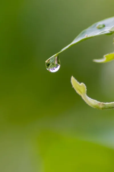 Кристально Чистые Капли Дождя Зеленый Лист Эффектом Лотоса Общем Саду — стоковое фото