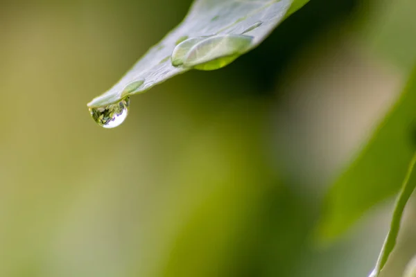 Gouttes Pluie Cristalline Sur Une Feuille Verte Avec Effet Lotus — Photo