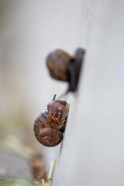 Gros Plan Des Escargots Sur Mur Blanc — Photo