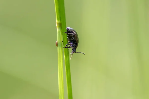 Escarabajo Negro Rama Verde Canoosus —  Fotos de Stock