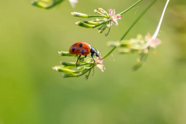 Beautiful Black Dotted Red Ladybug Beetle Climbing Plant Blurred Background — Stock Photo, Image