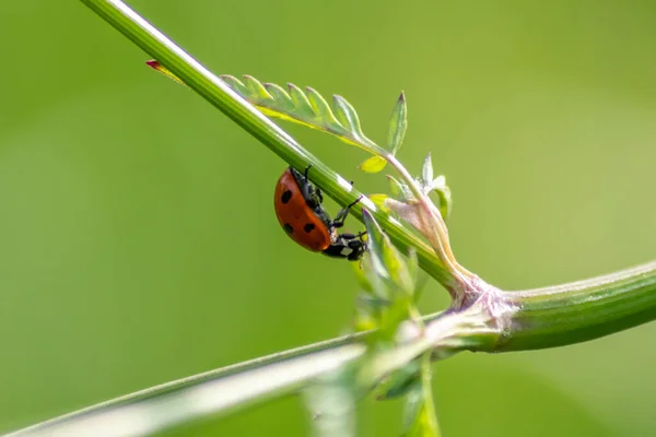 背景がぼやけている植物に登る美しい黒い点線の赤いテントウムシと 庭で有益な生物や有用な動物としてそれらを殺すために植物の家を探している多くのコピースペース — ストック写真