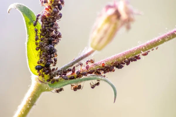 Många Trädgårdsmyror Vallar Växthus För Honungsdaggproduktion Mjölkar Dem Som Symbiotiska — Stockfoto