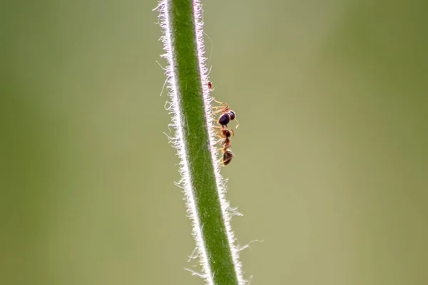 Muitas Formigas Jardim Pastoreiam Piolhos Plantas Para Produção Melada Ordenhando — Fotografia de Stock
