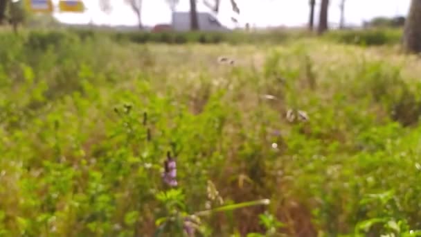 春と夏の街の野の花の牧草地に沿って歩くと 自然と人間のコントラストとしてバックグラウンドで交通や車で満開の道端で野の花の牧歌的なフィールドを示しています — ストック動画