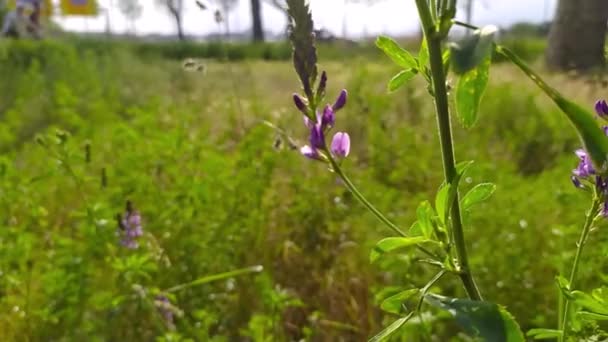 Spacer Łące Dzikich Kwiatów Ulicy Miasta Wiosną Latem Pokazuje Idylliczne — Wideo stockowe