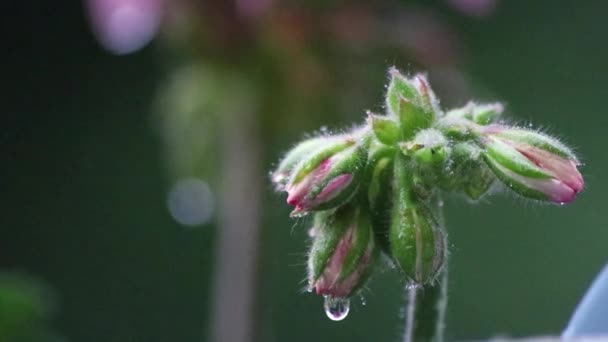 Schöne Blumen Garten Oder Auf Dem Balkon Regentagen Mit Starkem — Stockvideo