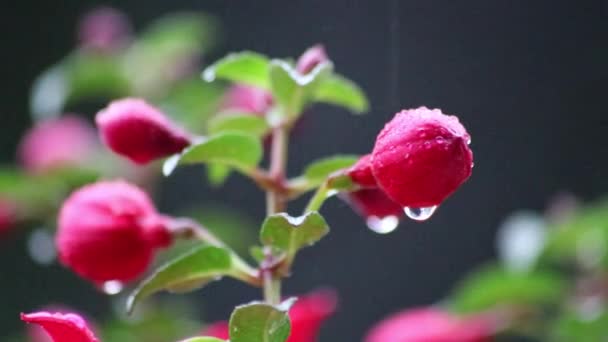 Mooie Bloemen Tuin Het Balkon Regenachtige Dag Met Zware Regenval — Stockvideo
