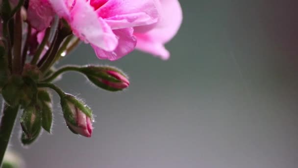 Hermosas Flores Jardín Balcón Día Lluvioso Con Fuertes Lluvias Gotas — Vídeo de stock