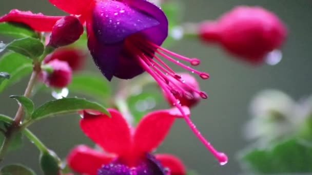 雨天花园或阳台上的美丽花朵 五彩缤纷的芙蓉花花瓣上的雨滴 展现出春夏美景的生机 — 图库视频影像