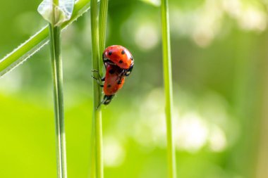 Bir çift uğur böceği yaprağın üzerinde sevişirken yakın plan çekimde bir sonraki nesil bitli katilleri yaratmak için tarımda doğal haşerat kontrolü olarak buket arka planı ve kopyalama alanı ile.