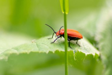 Doğada yeşil yaprak üzerindeki hata