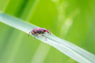 Doğada yeşil yaprak üzerindeki hata
