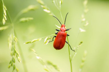 Yeşil doğada dalda bir böcek