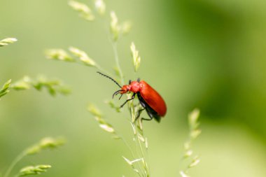 Yeşil doğada dalda bir böcek