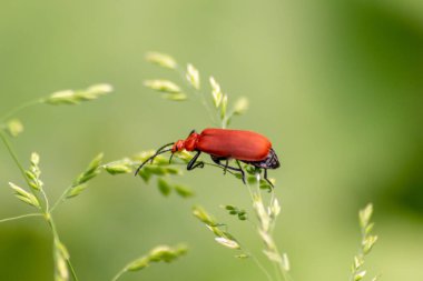 Yeşil doğada dalda bir böcek