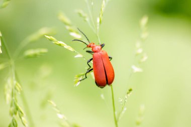 Yeşil doğada dalda bir böcek