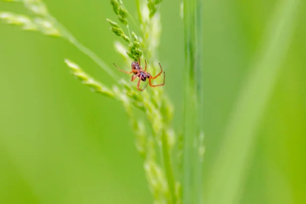 Aranha Ramo Natureza Verde — Fotografia de Stock