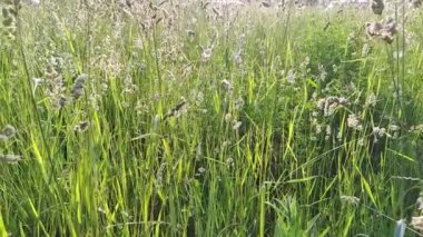 Şehirde sabah güneşinin ışıldadığı bir sokakta taze çimenler ve küçük yabani çiçeklerle kentsel çayırların yakın görüntüsü ve parlak yapraklar yavaş çekimde taze ve sağlıklı bir çevreyi gösteriyor.