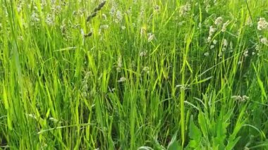 Şehirde sabah güneşinin ışıldadığı bir sokakta taze çimenler ve küçük yabani çiçeklerle kentsel çayırların yakın görüntüsü ve parlak yapraklar yavaş çekimde taze ve sağlıklı bir çevreyi gösteriyor.