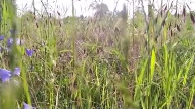 Şehirde sabah güneşinin ışıldadığı bir sokakta taze çimenler ve küçük yabani çiçeklerle kentsel çayırların yakın görüntüsü ve parlak yapraklar yavaş çekimde taze ve sağlıklı bir çevreyi gösteriyor.