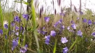 Şehirde sabah güneşinin ışıldadığı bir sokakta taze çimenler ve küçük yabani çiçeklerle kentsel çayırların yakın görüntüsü ve parlak yapraklar yavaş çekimde taze ve sağlıklı bir çevreyi gösteriyor.