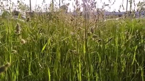 Close Uitzicht Stedelijke Weide Met Vers Gras Kleine Wilde Bloemen — Stockvideo