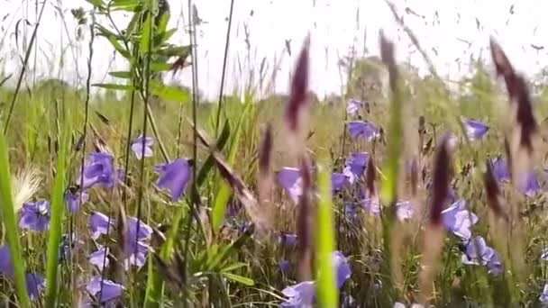 Nahaufnahme Der Städtischen Wiese Mit Frischem Gras Und Kleinen Wildblumen — Stockvideo