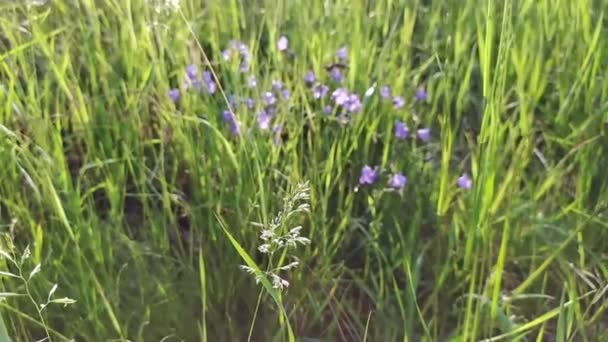 Close Uitzicht Stedelijke Weide Met Vers Gras Kleine Wilde Bloemen — Stockvideo