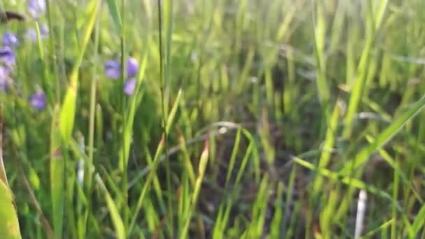 Nahaufnahme Der Städtischen Wiese Mit Frischem Gras Und Kleinen Wildblumen — Stockvideo