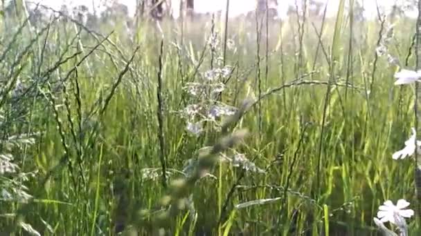 市区草地近景 绿草繁茂 野花繁茂 城市街道上 晨光明媚 花瓣晶莹 动作缓慢 环境清新健康 — 图库视频影像