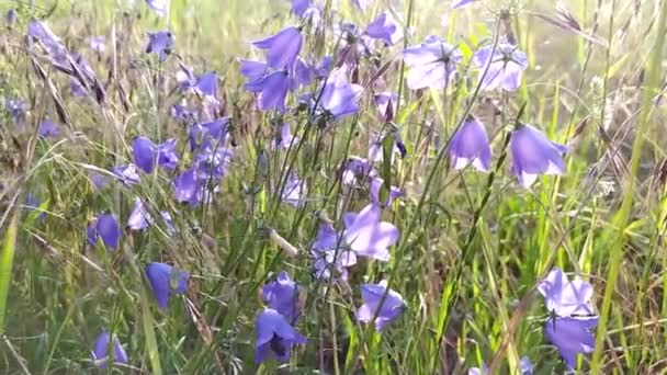 Zbliżenie Widok Łąkę Miejską Świeżą Trawą Małymi Dzikimi Kwiatami Ulicy — Wideo stockowe