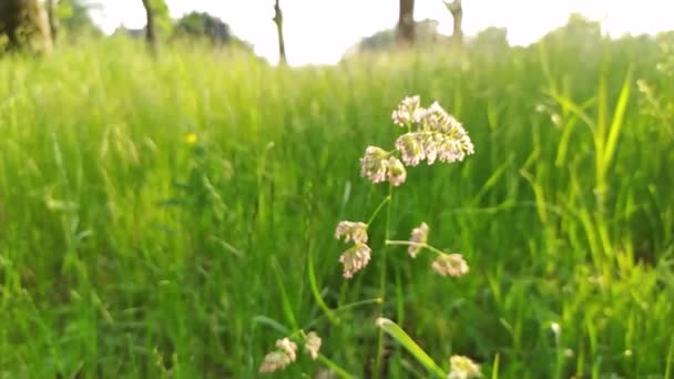 Close Uitzicht Stedelijke Weide Met Vers Gras Kleine Wilde Bloemen — Stockvideo