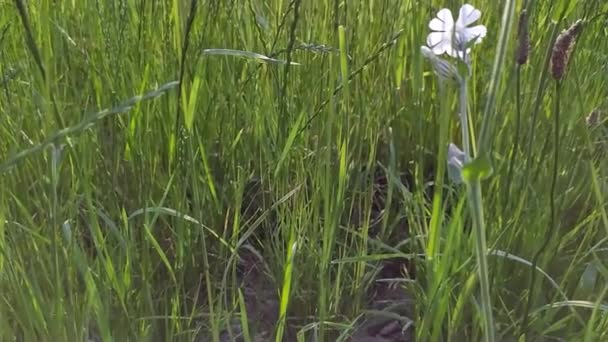 Close Uitzicht Stedelijke Weide Met Vers Gras Kleine Wilde Bloemen — Stockvideo