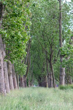 Ormanda yeşil çimenler ve ağaçlar