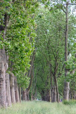Ormanda yeşil çimenler ve ağaçlar