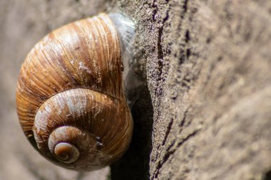Kapsülleşmiş büyük bahçe salyangozu, salyangoz veya salyangoz yumuşakça ve gastropodun yazın yüksek sıcaklara karşı korunmak için balçığı kullanması ve doğal lezzetli yiyecekler olarak bahçedeki kabuğunda saklanmasıdır.